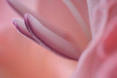 Arka plan olarak güzel pembe gladiolus çiçeği, makro manzara