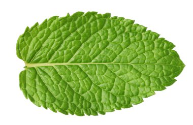 Taze yeşil nane yaprağı beyaza izole edilmiş, üst manzara