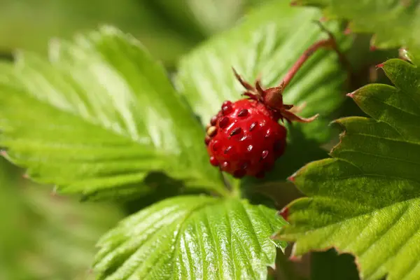One Small Wild Strawberry Growing Outdoors Space Text — Stock Photo, Image