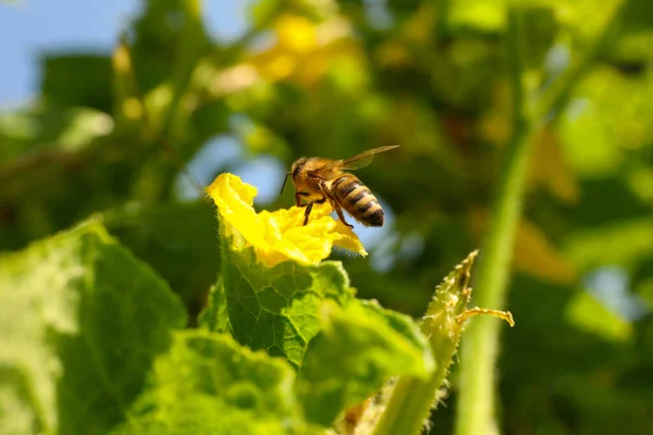 Včela Sbírající Nektar Žlutého Květu Venku Detailní Záběr — Stock fotografie