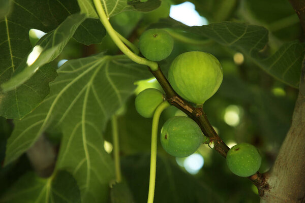 Unripe figs growing on tree in garden, closeup