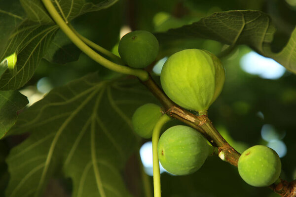 Unripe figs growing on tree in garden, closeup. Space for text