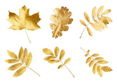 Farklı altın sonbahar yaprakları beyaz, kolleksiyonda izole