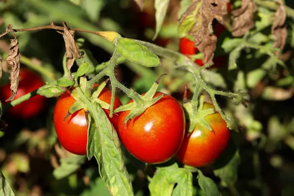 Rode Rijpe Tomaten Groeien Struik Buiten Close Rechtenvrije Stockafbeeldingen