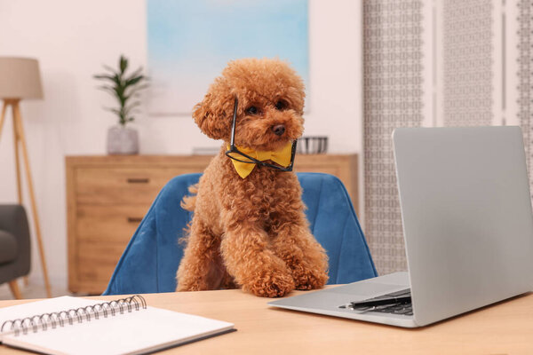 Симпатичная собака Мальтипу в жёлтой бабочке и очках за столом с ноутбуком в номере. Любимое животное