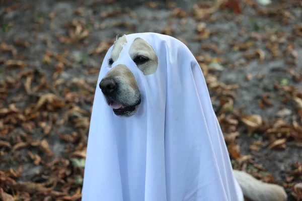 Lindo Perro Labrador Retriever Vestido Fantasma Parque Otoño Halloween — Foto de Stock