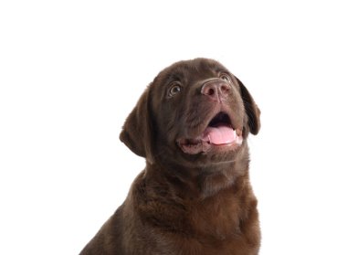 Beyaz arka planda şirin bir çikolata Labrador Retriever köpeği.