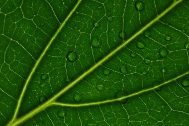 Arka planda su damlaları olan yeşil yaprağın makro fotoğrafı, üst görünüm