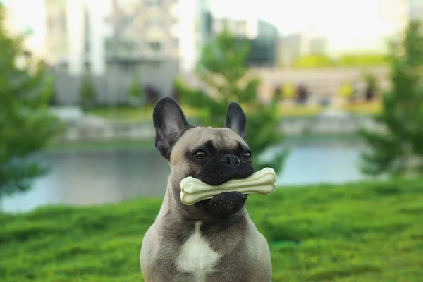Cute French bulldog with bone treat outdoors. Lovely pet