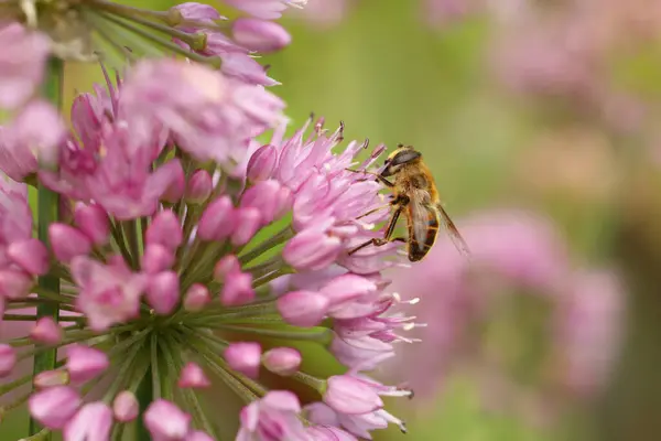 Медовая Пчела Собирает Пыльцу Красивых Цветов Открытом Воздухе Крупным Планом — стоковое фото