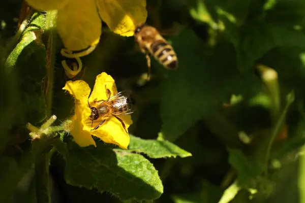 Včely Sbírající Nektar Žlutých Květin Venku Detailní Záběr Mezera Pro — Stock fotografie