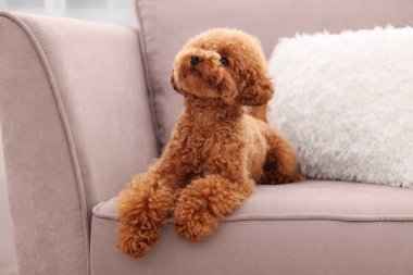 Tatlı Maltipoo köpeği koltukta dinleniyor. Sevimli hayvan