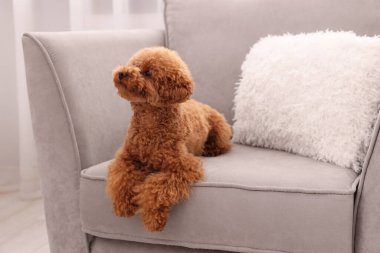 Şirin Maltipoo köpeği içeride koltukta dinleniyor. Sevimli hayvan