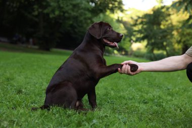 Sevimli Labrador Retriever köpeği parkta pençe atıyor, yakın plan.