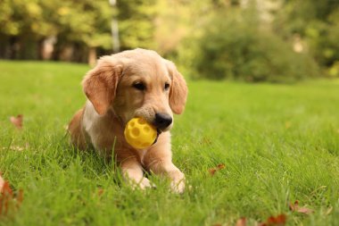 Şirin Labrador Retriever köpeği parkta yeşil çimlerde topla oynuyor, mesaj için yer var.