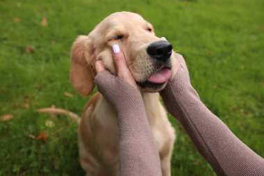 Parktaki yeşil çimlerde sevimli Labrador Retriever köpeğini okşayan kadın, yakın plan