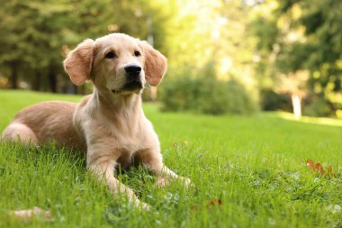 Parktaki yeşil çimlerde uzanan şirin Labrador Retriever köpeği, mesaj için yer var.