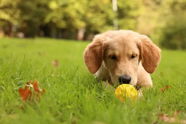 Cute Labrador Retriever Puppy Playing Ball Green Grass Park Space Royalty Free Stock Images