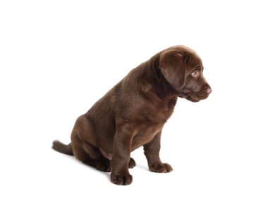 Beyaz arka planda şirin bir çikolata Labrador Retriever köpeği.