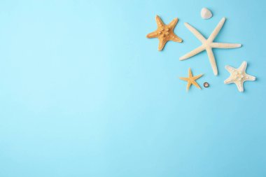 Güzel deniz balıkları, açık mavi arka planda deniz kabuğu ve taş, düz bir zemin. Metin için boşluk