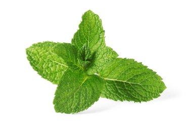 Taze yeşil nane yaprakları beyazda izole.