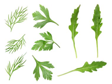 Beyaza izole edilmiş farklı yeşilliklerle. Maydanoz, roka, dereotu