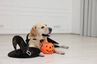 İçinde cadılar bayramı kovası ve şapkası olan siyah pelerinli şirin Labrador Retriever köpeği. Metin için boşluk