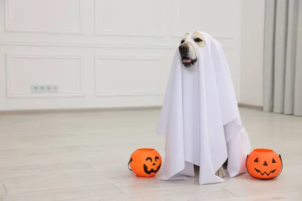 Cute Labrador Retriever Cão Vestindo Traje Fantasma Com Baldes Halloween — Fotografia de Stock