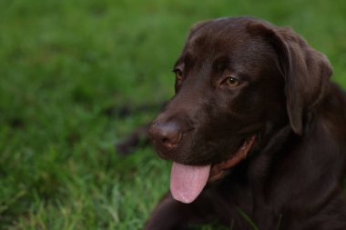 Sevimli Labrador Retriever köpeği parktaki yeşil çimlerde uzanıyor, yakın plan. Metin için boşluk