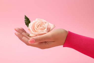 Pembe arka planda güzel bir gül tutan kadın, yakın plan.