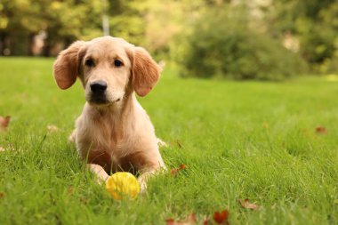 Şirin Labrador Retriever köpeği parkta yeşil çimlerde topla oynuyor, mesaj için yer var.