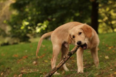 Parkta yeşil çimlere yapışmış şirin Labrador Retriever köpeği, mesaj için yer var.