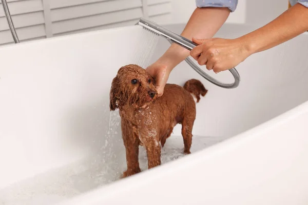 Woman washing cute Maltipoo dog in bathtub indoors. Lovely pet