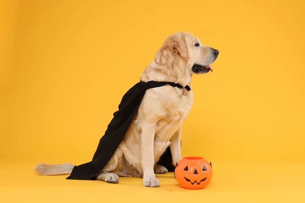 stock image Cute Labrador Retriever dog in black cloak with Halloween bucket on orange background