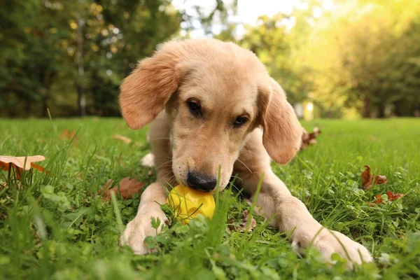 Tatlı Labrador Retriever köpeği parkta yeşil çimlerde topla oynuyor.