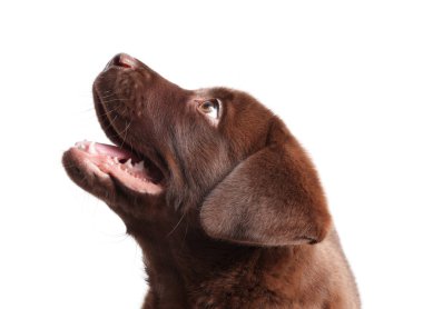 Beyaz arka planda şirin bir çikolata Labrador Retriever köpeği.