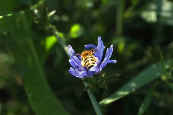 Медовая Пчела Собирает Нектар Цикория Открытом Воздухе Крупным Планом — стоковое фото