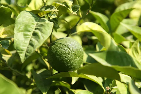 Omogen Grön Mandarin Växer Träd Utomhus Närbild Citrusfrukter — Stockfoto
