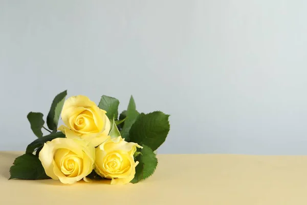 Beautiful fresh yellow roses on beige table against light grey background. Space for text