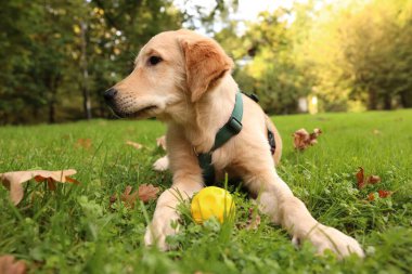 Tatlı Labrador Retriever köpeği parkta yeşil çimlerde topla oynuyor.