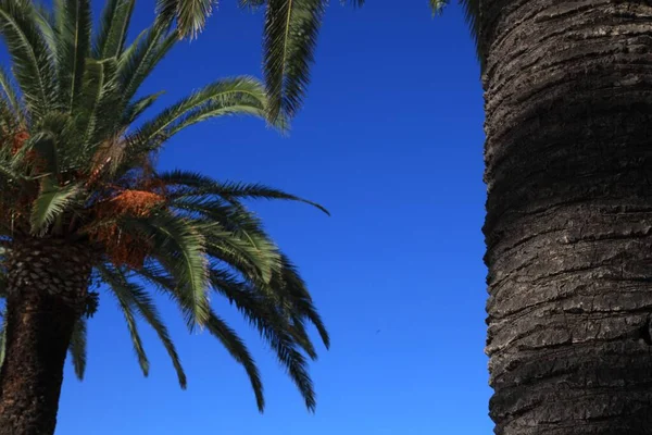 Beautiful Palm Trees Green Leaves Blue Sky — Stockfoto
