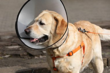 Sevimli Labrador Retriever köpeği Elizabeth dönemi tasması takıyor.