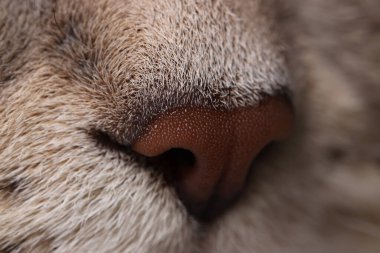 Cat, makro burun fotoğrafı. Sevimli hayvan.