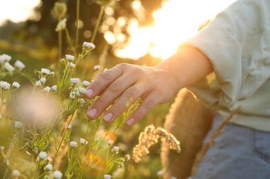 Çayırda yürüyen ve gün batımında güzel beyaz çiçeklere dokunan bir kadın.