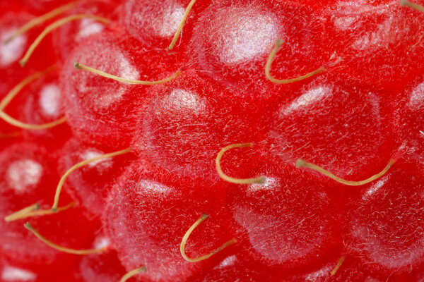 Texture of ripe raspberry as background, macro view. Fresh berry