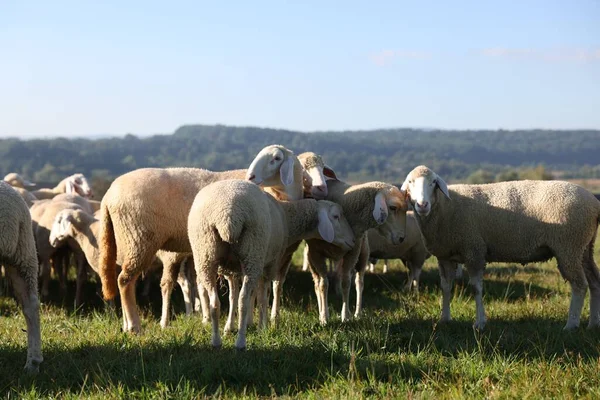 Милі Вівці Пасуться Відкритому Повітрі Сонячний День Фермерські Тварини — стокове фото