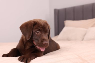 Yumuşak yataktaki tatlı Labrador Retriever çikolatası, mesaj için yer. Sevimli hayvan