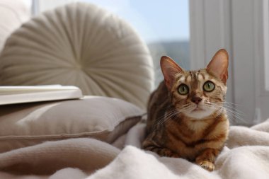 Güzel Bengal kedisi evde pencere eşiğinde yatıyor, mesaj için yer var. Sevimli hayvan.