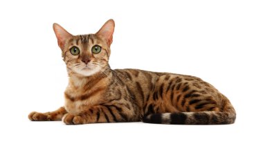 Beyaz arka planda sevimli Bengal kedisi. Sevimli hayvan.