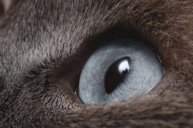 Güzel gözlü bir kedinin makro fotoğrafı. Sevimli hayvan.